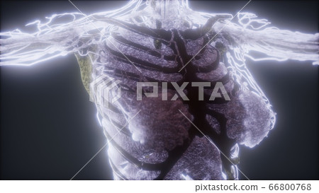Colorful Human Body animation showing bones and 66800768