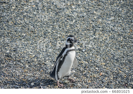 Magellan penguin 66801025