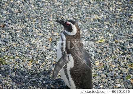 Magellan penguin 66801026