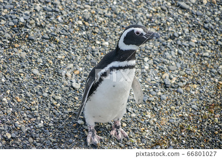 麥哲倫企鵝 66801027