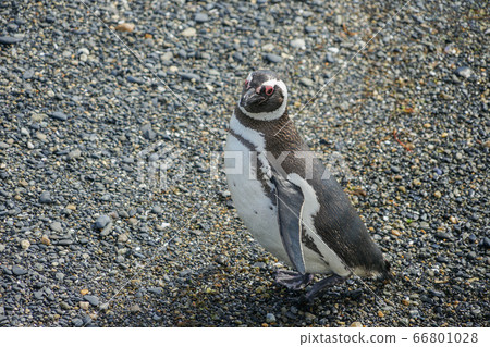 Magellan penguin 66801028