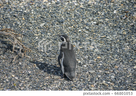 Magellan penguin 66801053
