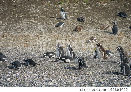 麥哲倫企鵝 麥哲倫企鵝 66801062