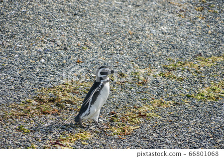 Magellan penguin 66801068