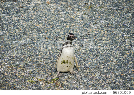 Magellan penguin Magellan penguin 66801069