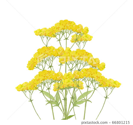 Ominaeshi watercolor 66801215