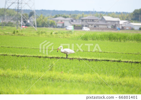 Swan nestling in a rice field Swan nestling in a rice field 66801401