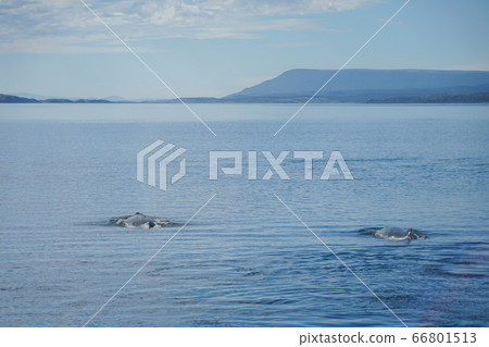 座頭鯨 座頭鯨 66801513