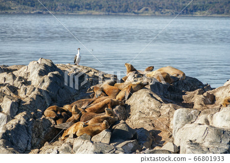 Otalia colony 66801933