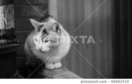 Vigilant cat Vigilant cat 66802410