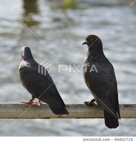 Pigeon bird standing on old metal tube 66802728