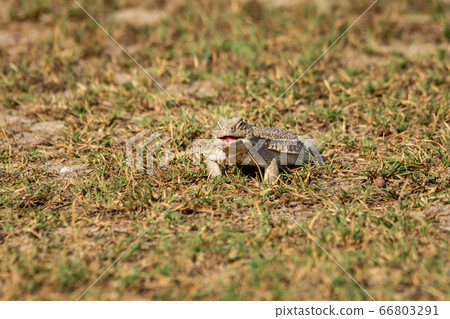 Spiny tailed lizards or Uromastyx in tal chhapar sanctuary rajasthan india Spiny tailed lizards or Uromastyx in tal chhapar sanctuary rajasthan india 66803291