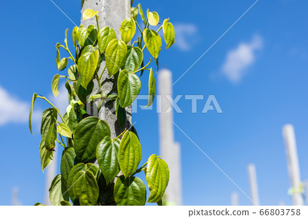 Pepper tree climbing on the pole in the field Pepper tree climbing on the pole in the field 66803758