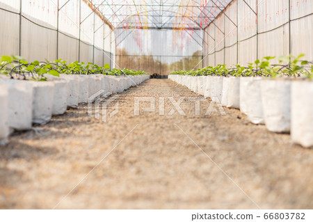 Row of young green melon tree in white seedling 66803782