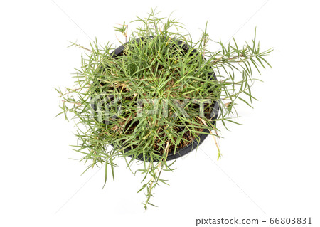 Top view green Bermuda grass, lawn grass or wire 66803831