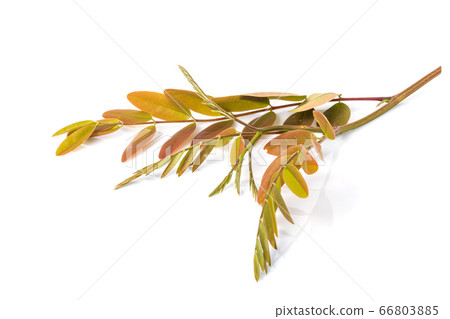 Top young branch of Thai Copper Pod or Senna 66803885