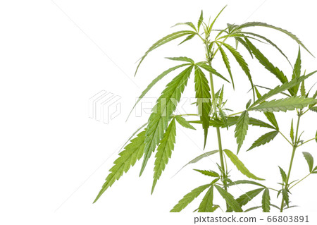Young green fresh of marijuana tree in black Young green fresh of marijuana tree in black 66803891