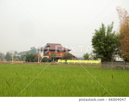 rice field and the village 66804047