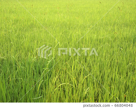 rice field 66804048