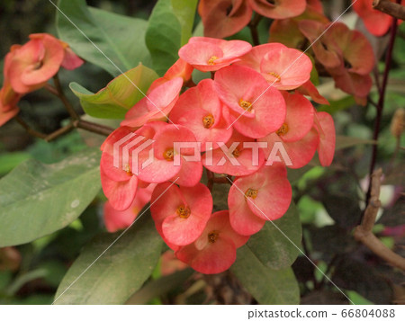 Crown of thorns flowers , Euphorbia milli Desmoul Crown of thorns flowers , Euphorbia milli Desmoul 66804088