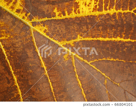 dry brown leaf texture 66804101