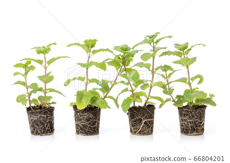 Close up green fresh peppermint with soil isolated 66804201