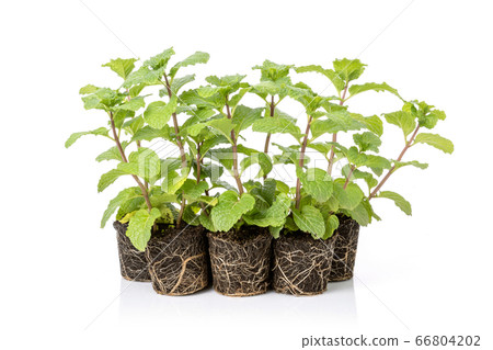 Close up green fresh peppermint with soil isolated 66804202