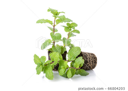 Close up green fresh peppermint with soil isolated Close up green fresh peppermint with soil isolated 66804203