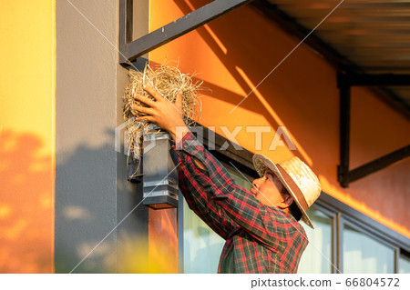 House owner removing the bird nest form house wall House owner removing the bird nest form house wall 66804572