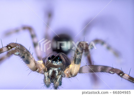 Macro shot of a brown recluse spider on blue 66804985