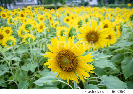 Sunflower field 66806064