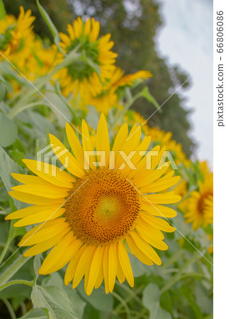 Sunflower field 66806086