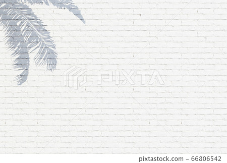 棕櫚白磚牆上 66806542