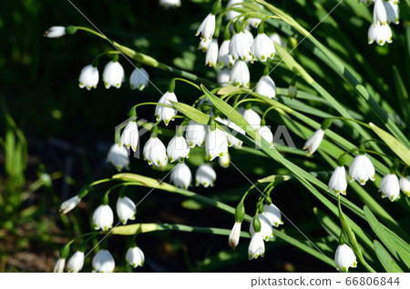 A picture of a snowflake that was hung downward by hanging multiple white flowers with green spots 66806844