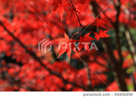 紅楓葉的特寫照片 66806896