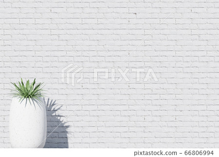 Houseplant on white brick wall background Houseplant on white brick wall background 66806994
