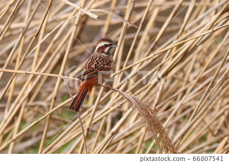 在冬天的野鳥彩旗 在冬天的野鳥彩旗 66807541