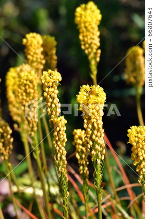 Photograph of the yellow inflorescence that began to bloom in a plant presumed to be Brubinella 66807643