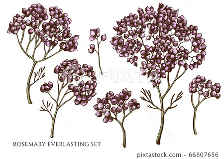 Vector set of hand drawn colored rosemary everlasting Vector set of hand drawn colored rosemary everlasting 66807656