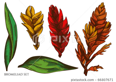 Vector set of hand drawn colored bromeliad Vector set of hand drawn colored bromeliad 66807671