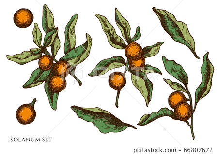 Vector set of hand drawn colored solanum 66807672