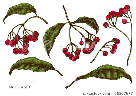 Vector set of hand drawn colored ardisia 66807677