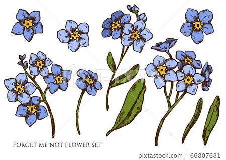 Vector Set Of Hand Drawn Colored Forget Me Not 插圖素材 圖庫