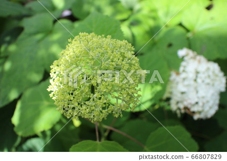 安娜貝爾·格林(Annabel Green) 安娜貝爾·格林(Annabel Green) 66807829