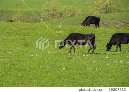 Kuzu Heights Bungo Cow Kuzu Heights Bungo Cow 66807883