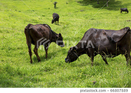 Kuzu Heights Bungo Cow Kuzu Heights Bungo Cow 66807889