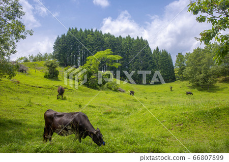 Kuzu Heights Bungo Cow Kuzu Heights Bungo Cow 66807899