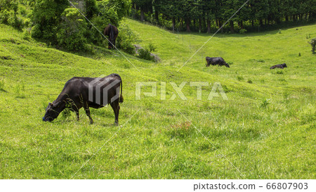 Kuzu Heights Bungo Cow 66807903