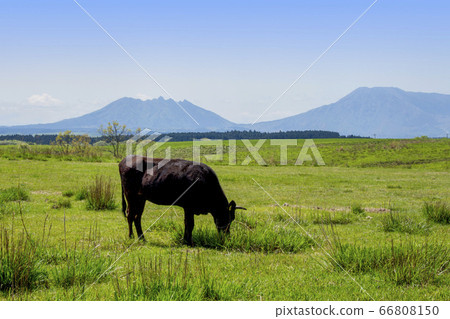 放牧牛和麻生太郎 66808150