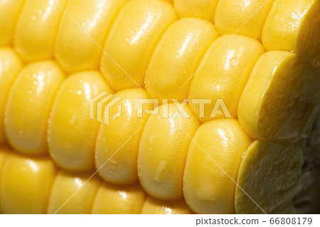 Macro photo of corn Macro photo of corn 66808179